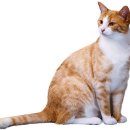 황금산 고양이 이미지