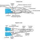 wrist complex, hand and finger 관절가동, 수기저항운동, 자가운동, 기능적 운동법 - 정리중 이미지