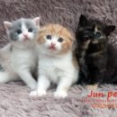 JUN PET(준펫) 이미지