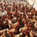 원지 농장 이미지