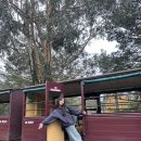 나라앤텍(주) | 호주 15일차 : 퍼핑빌리&amp;필립아일랜드 OK투어/줌줌투어 후기, 마루동물원,피시앤핍스