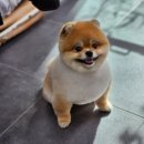 우리동네펫샵 이미지