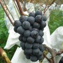 소녀농장 이미지