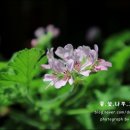 아타르(ATTAR)