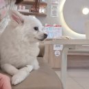 24시 공감365동물의료센터 이미지