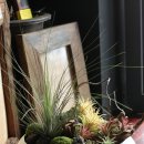 그린인테리어 홈가드닝 이미지