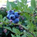 블루베리 많이 먹으면 부작용 블루베리 하루 섭취량 이미지