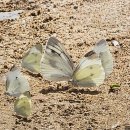 소리의섬 이미지