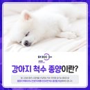 서울동물영상종양센터 이미지