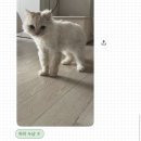 한국(181) | 도쿄워홀 D+175-181 | 닛포리 현지 카페 추천 🤟🏻, 토마토 원단시장, 야나카 긴자, 스시로 혼밥, 급발진...