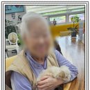 댕댕아 놀자 이미지