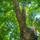 평화강변수목캠핑장 이미지