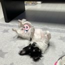 피개행개 이미지