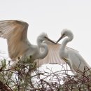 백로마을 이미지