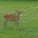 꽃사슴 PC방 이미지