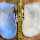 연체동물 - 이매패綱 - 죽합目 - 족사부착쇄조개科 - 아메리카코끼리조개 이미지
