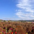 신망리 | [연천] 연천 가을 드라이브 가볼만한 곳(11월 댑싸리공원, 신망리역 은행나무길)