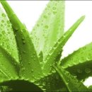 알로하이 이미지