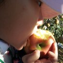 축령산농장 이미지