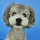 강이네펫샵 이미지