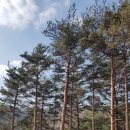 적송 이미지