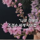 나무 경매장 나무꾼 조경수 종류 뭐가 좋을까