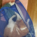 냥아치냥 이미지