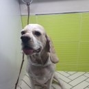 하쿠애견샵 이미지