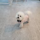 댕댕이 미장원 이미지