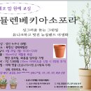 4.25(월)에코맘원예교실(뮬렌베키아소포라)_오전10시30분_성인 대상 이미지