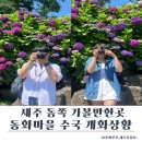 제주이야기송당점 | 제주 동화마을 수국 2026 송당 수국 개화상황 무료 제주 동쪽 가볼만한곳