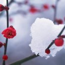 고은님 Daum카페