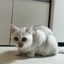 고양이 정수기 추천｜[바램펫] 웰리 2세대 내돈내산 찐사용 후기 고양이 음수량 늘리기 꿀팁!