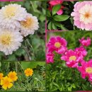 산과 들의 약용식물 | [제3탄] 산과 들의 보물찾기, 약용 식물과 열매 이야기 🌿 토스 '피오' 식물 도감