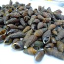 별미올갱이 이미지