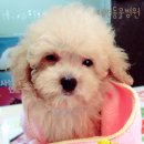 제연동물병원 이미지