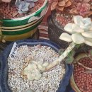 살구미농장 이미지