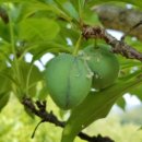 소초농장 이미지