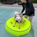 도그하우스 이미지