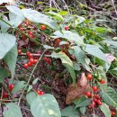 머루랑다래랑 이미지