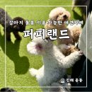 퍼피랜드애견카페 이미지