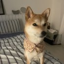 재봉틀 | 회사 끝나고 재봉틀 돌리는 삶, 직장인취미재봉틀 리얼 후기 ^_^
