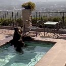 금주의 보도사진: 스파이더 부츠, 물마사지 욕조의 곰, 풍선 긴팔원숭이 이미지