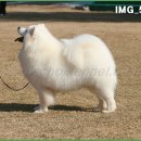 해리애견 이미지