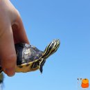 규리 농장 이미지