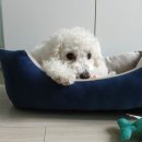 도그스토리 | 🐶 도그마루에서 입양 1년 6개월, 우리 강아지의 변화