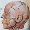 귀를 통한 건강관리 이미지