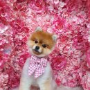 바비펫살롱 이미지