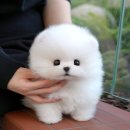 부산강아지분양 미유펫 이미지