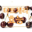 체리 이미지